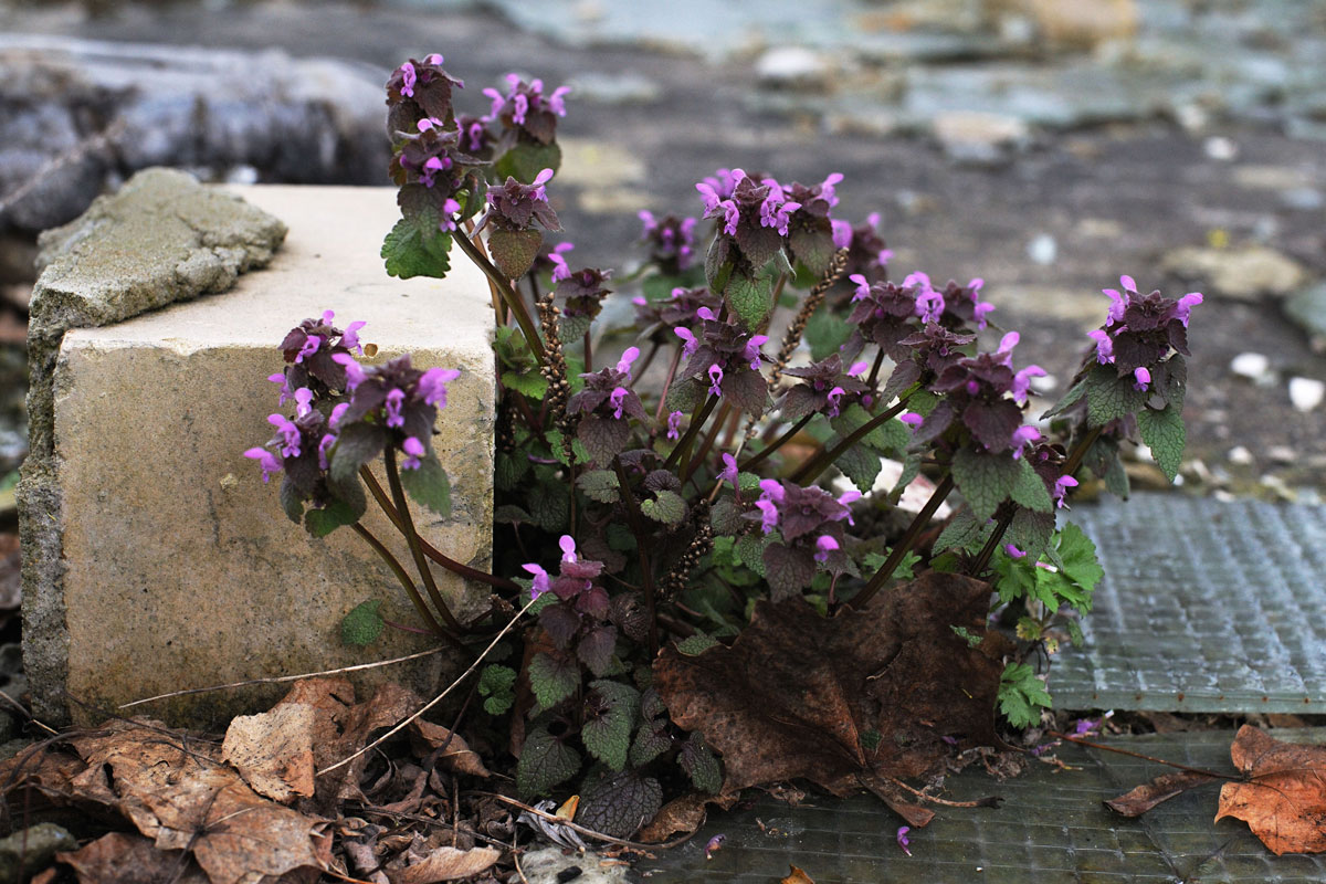 Flowers grow by the roadside