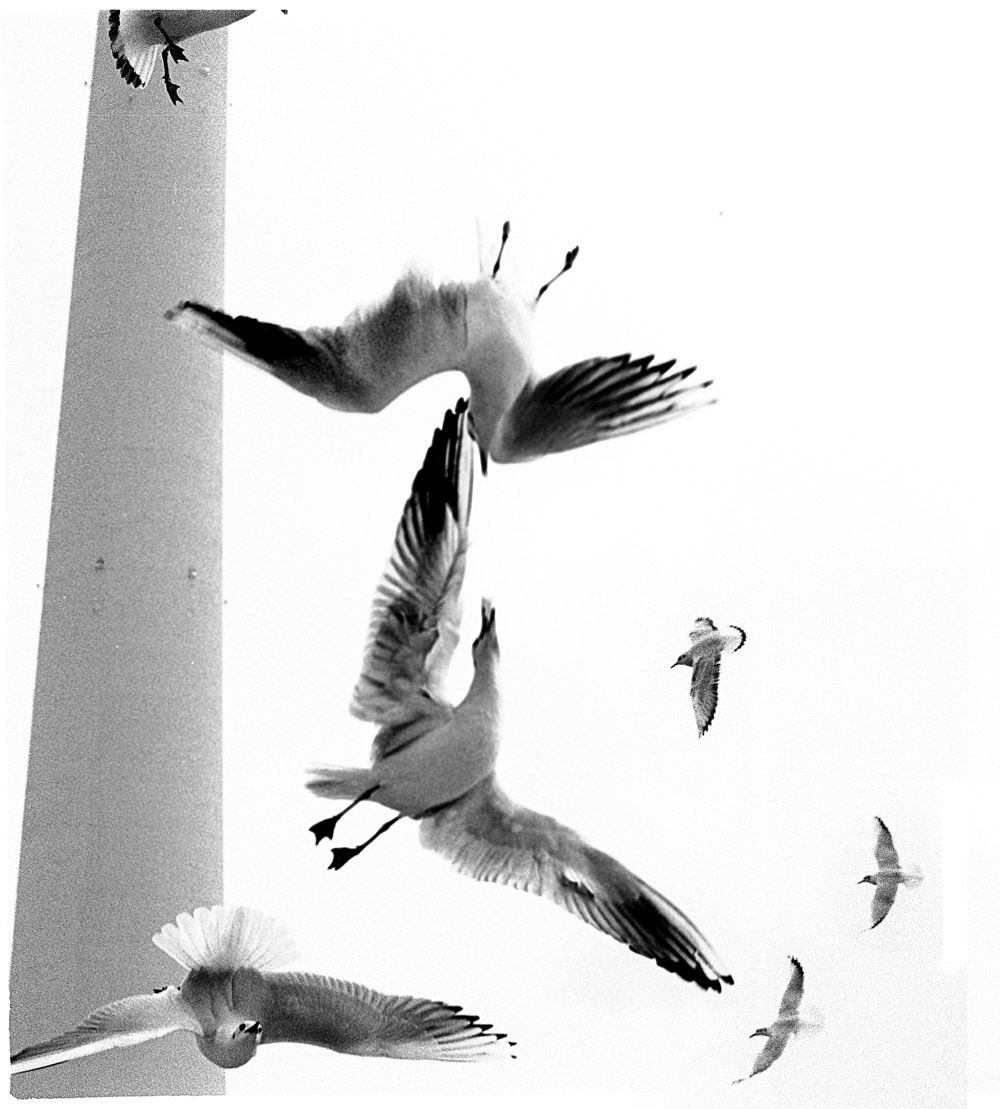 Möwen fliegen am Fernsehturm